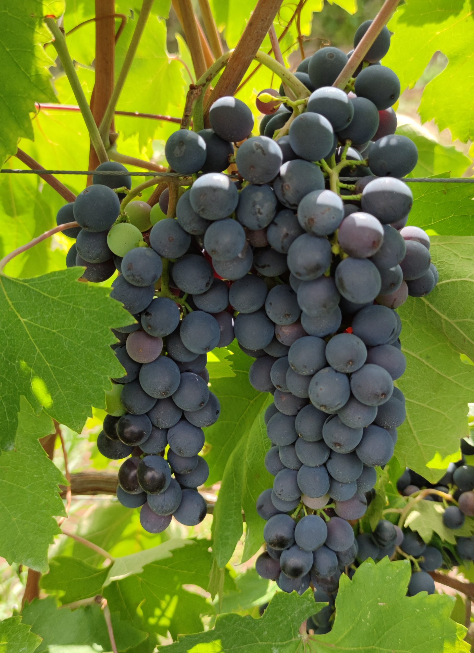 grappolo uva Sciascinoso