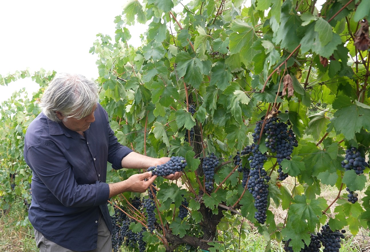 vigna sciascinoso