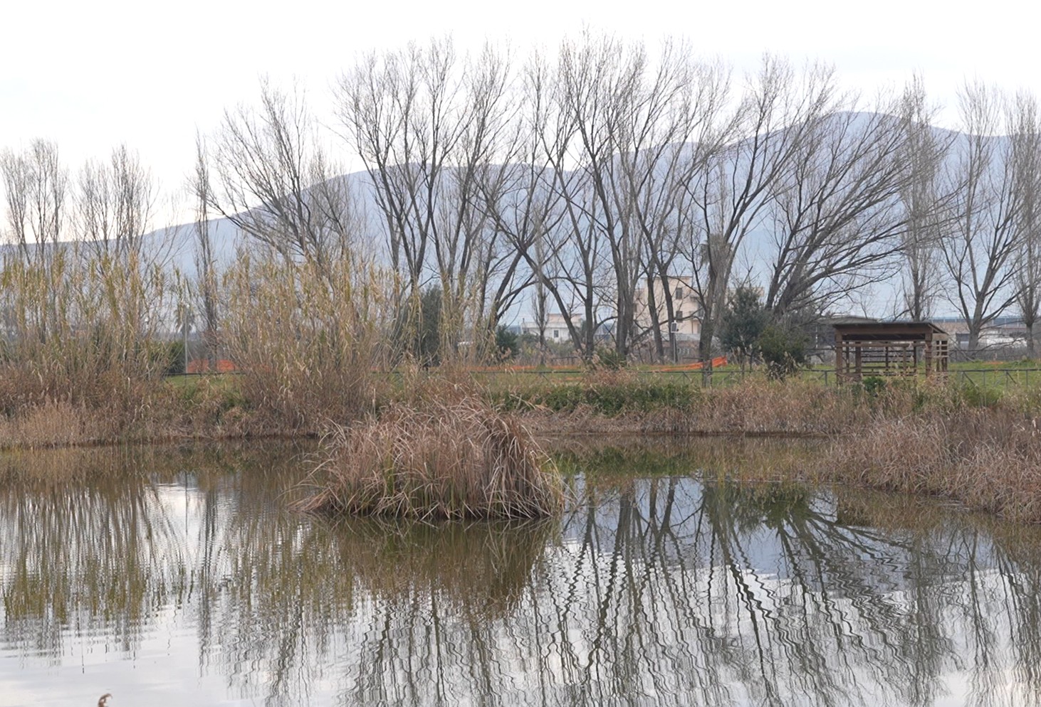 longola bird watching