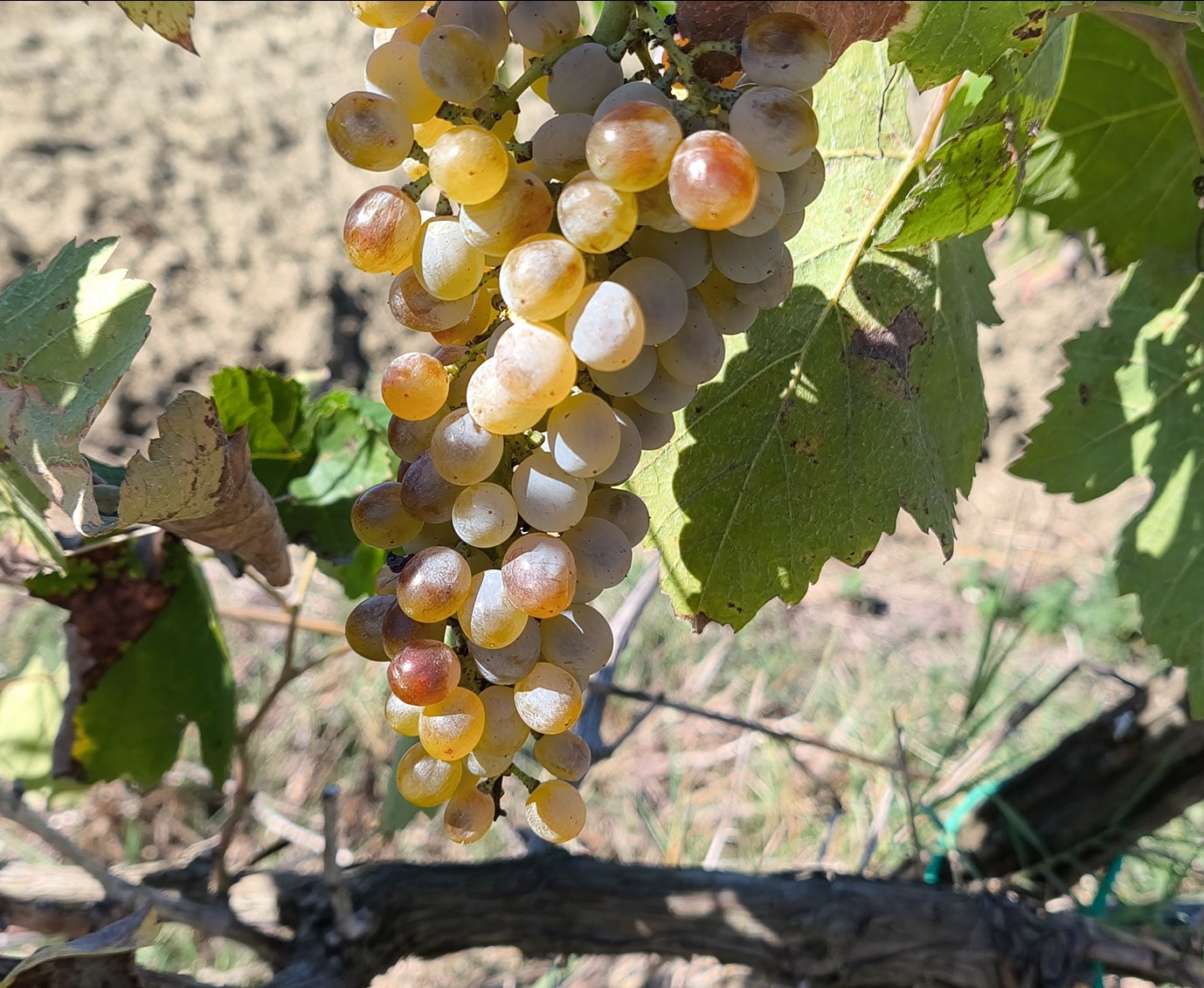 Pallagrello Bianco